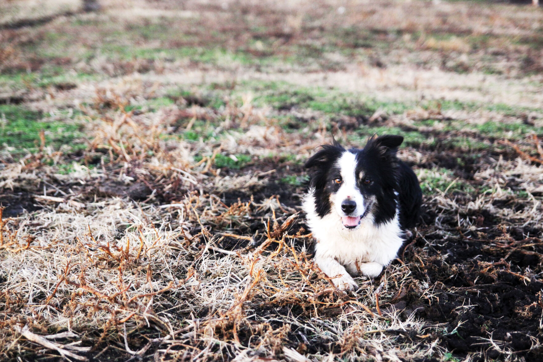 Mahurin Stock Dogs